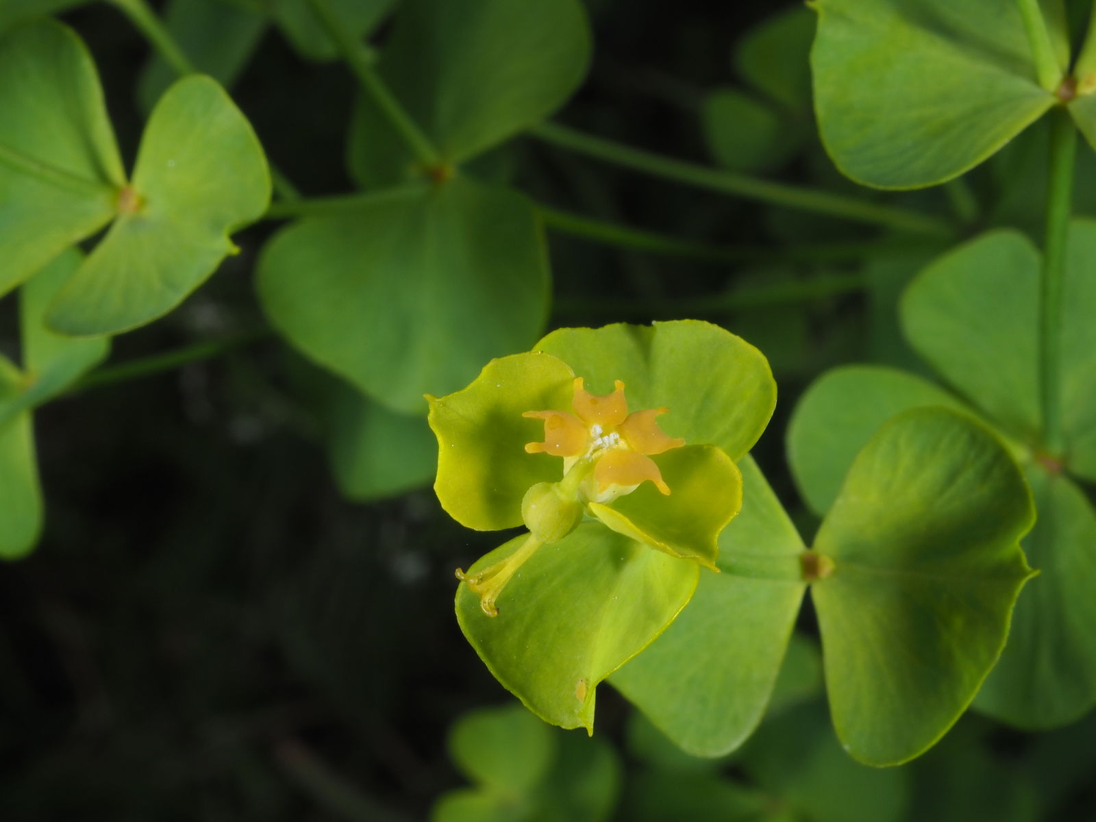 © copyright of the Board of Trustees of the Royal Botanic Gardens, Kew.