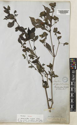 Kew Gardens K000883022:  Walker, A.W. [s.n.] Sri Lanka