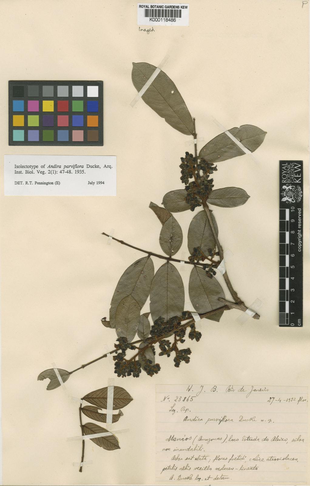 Andira parviflora Ducke | Plants of the World Online | Kew Science