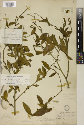 Kew Gardens K001050057:  s.coll. [s.n.] Malaysia