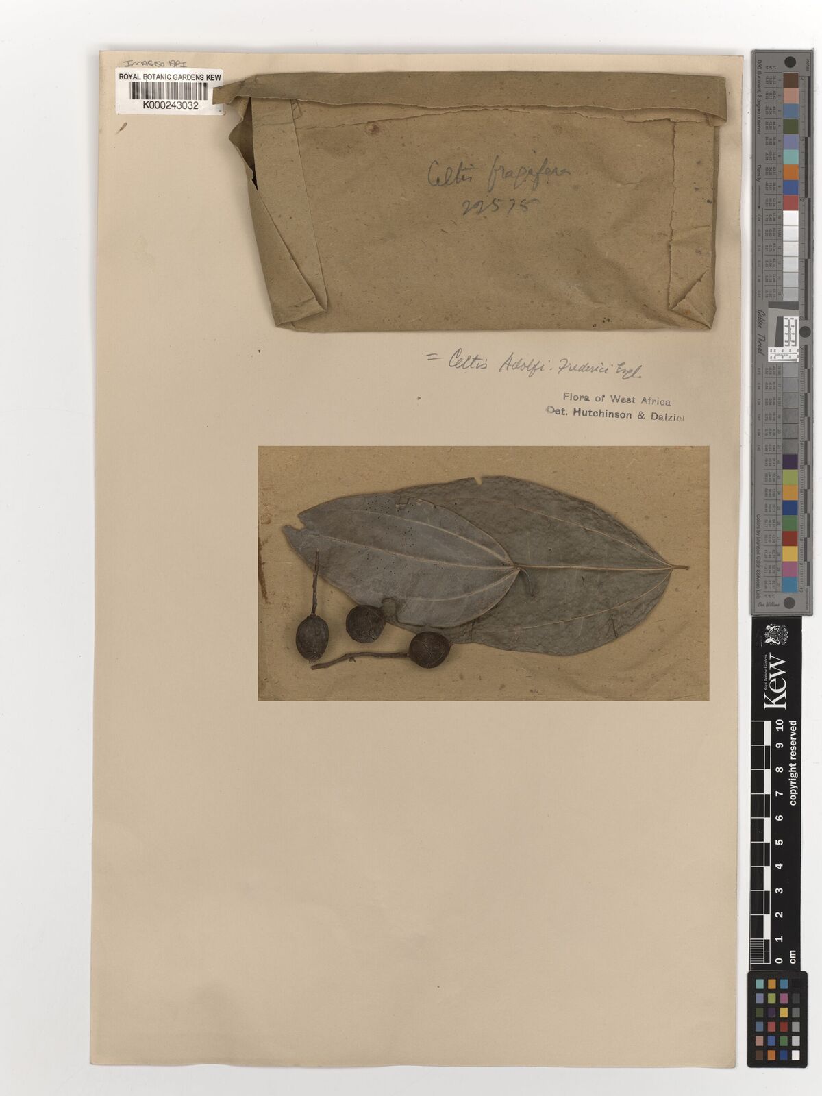 Kew Gardens K000243032:  Chevalier, A. [22.575] Cote d'Ivoire