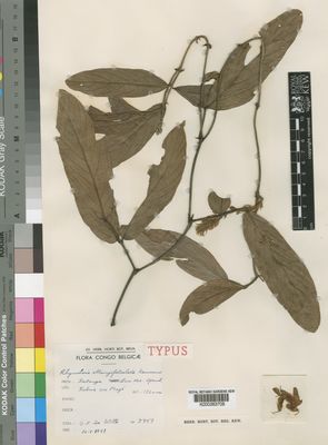 Kew Gardens K000263708:  De Witte, G.F. [3758] Congo, Republic of the