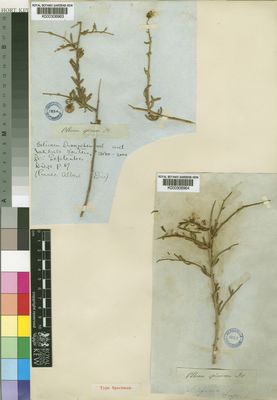 Kew Gardens K000306963:  Drege [s.n.] South Africa