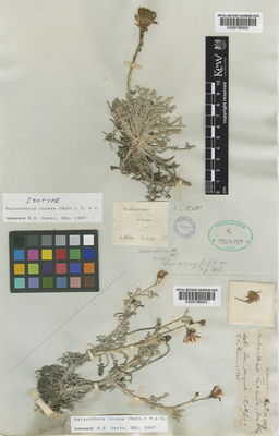 Kew Gardens K000796903:  Greene, E.L. [s.n.] United States