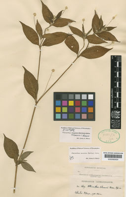 Kew Gardens K000583024:  s.coll. [5617] Colombia