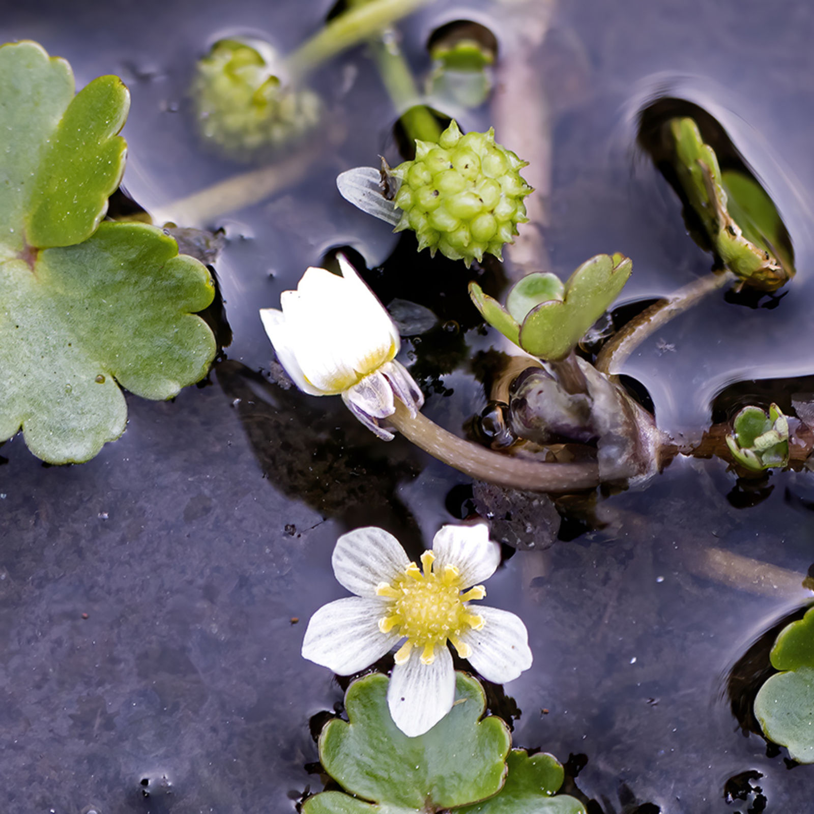 © copyright of the Board of Trustees of the Royal Botanic Gardens, Kew.