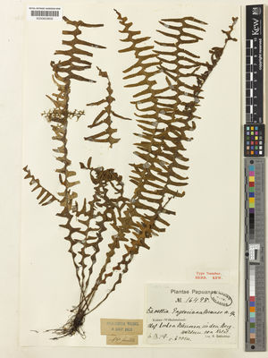 Kew Gardens K000603600:  Schlechter, R. [16498] Papua New Guinea