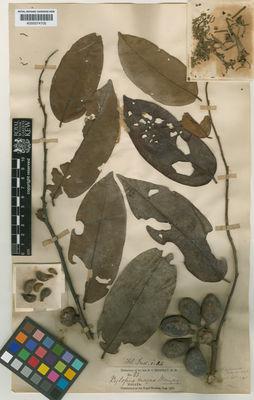 Kew Gardens K000574705:  Maingay, A.C. [1589A] Malaysia