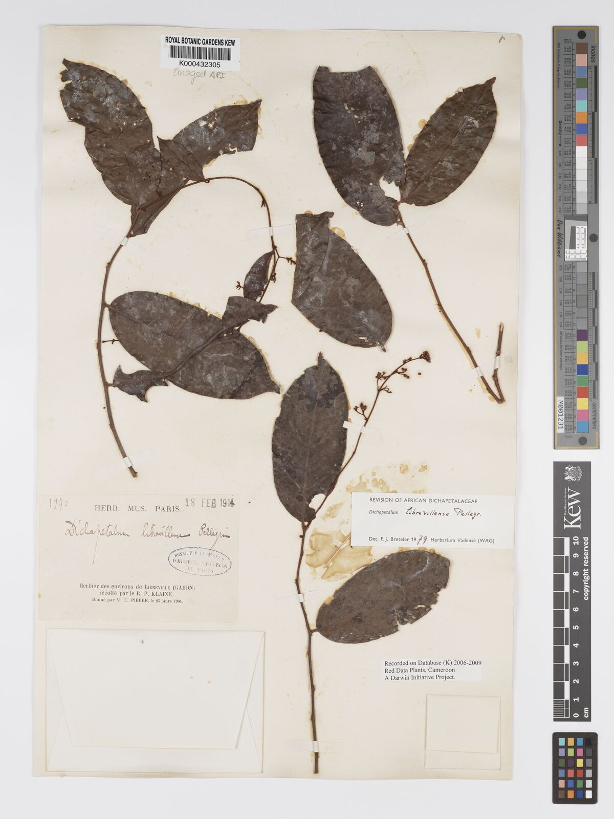 Kew Gardens K000432305:  Klaine, R.P. [1970] Gabon