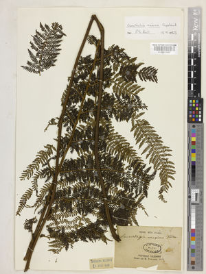 Kew Gardens K000913987:  Pancher, J.A.I. [s.n.] New Caledonia