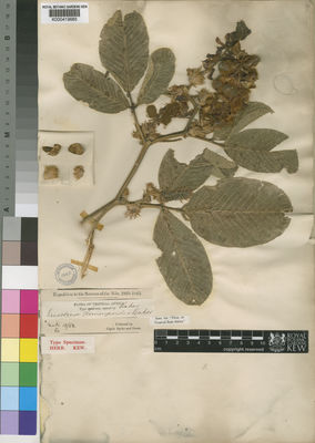 Kew Gardens K000419685:  Speke; Grant [s.n.] Uganda