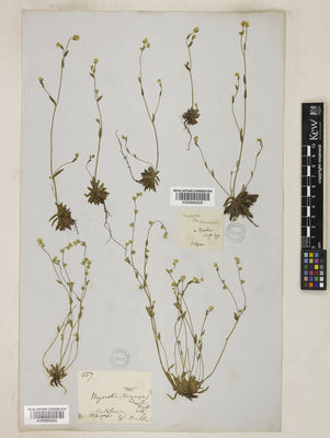 Kew Gardens K000895926:  s.coll. [s.n.] United States