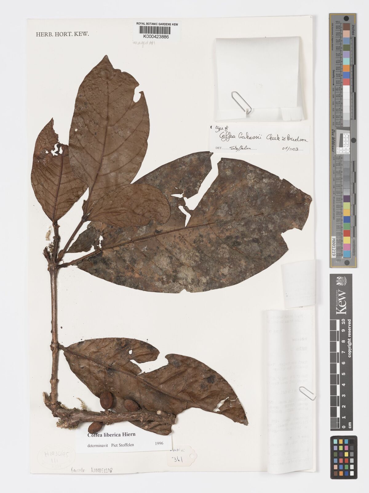 Kew Gardens K000423886:  Lane, P. [361] Cameroon