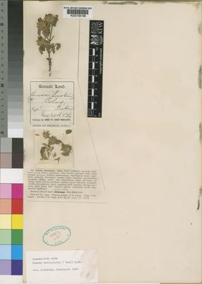 Kew Gardens K000193196:  Cole, E. [s.n.] Somalia