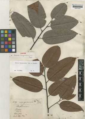 Kew Gardens K000700606:  s.coll. [6591] Indonesia