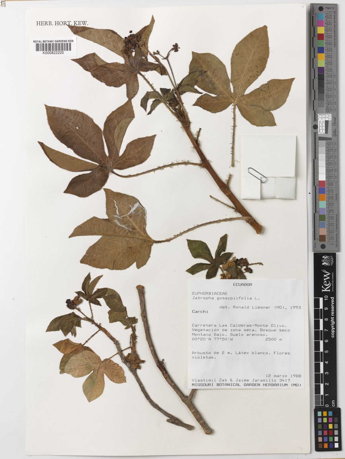 Jatropha gossypiifolia – Wikipédia, a enciclopédia livre