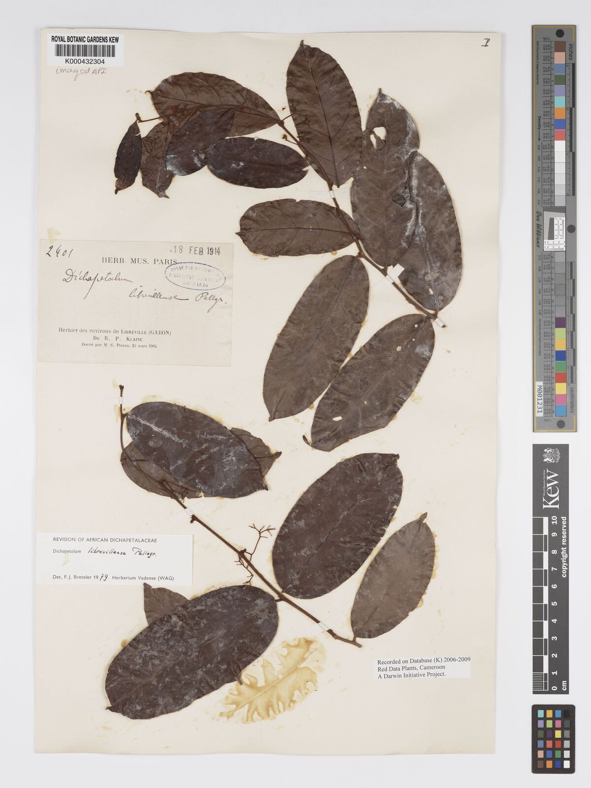 Kew Gardens K000432304:  Klaine, R.P. [2401] Gabon