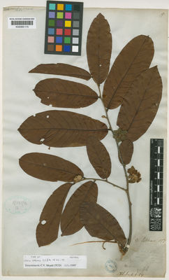 Kew Gardens K000691175:  Griffith [s.n.] Malaysia