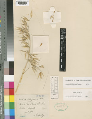 Kew Gardens K000345131:  Trabut [s.n.] Algeria