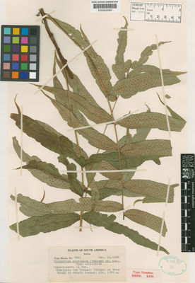 Kew Gardens K000642084:  s.coll. [7821] Bolivia