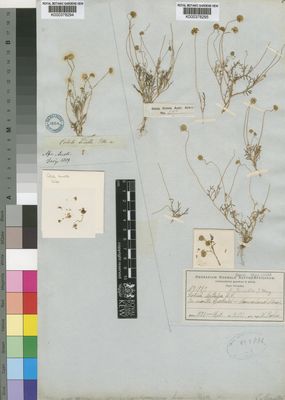 Kew Gardens K000378294:  Drege [s.n.] South Africa