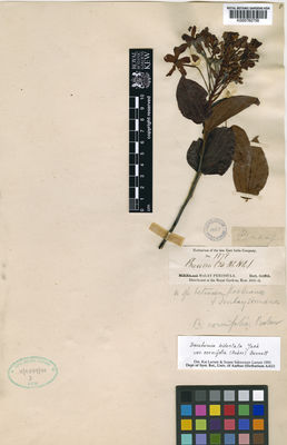 Kew Gardens K000760756:  Griffith, W. [1878] Malaysia