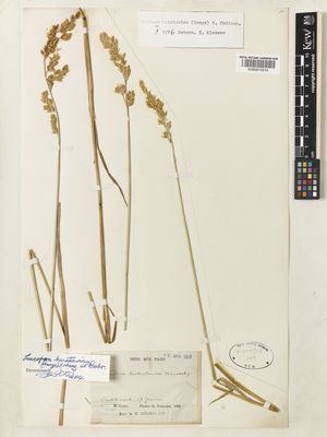 Kew Gardens K000913214:  Capus, M. [1387] Kazakhstan