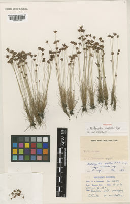 Kew Gardens K000843385:  Robinson, E.A. [4409] Zambia