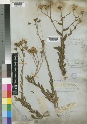 Kew Gardens K000377909:  Drege [s.n.] South Africa