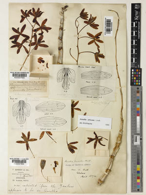 Kew Gardens K000057834:  s.coll. [s.n.] South Tropical Africa