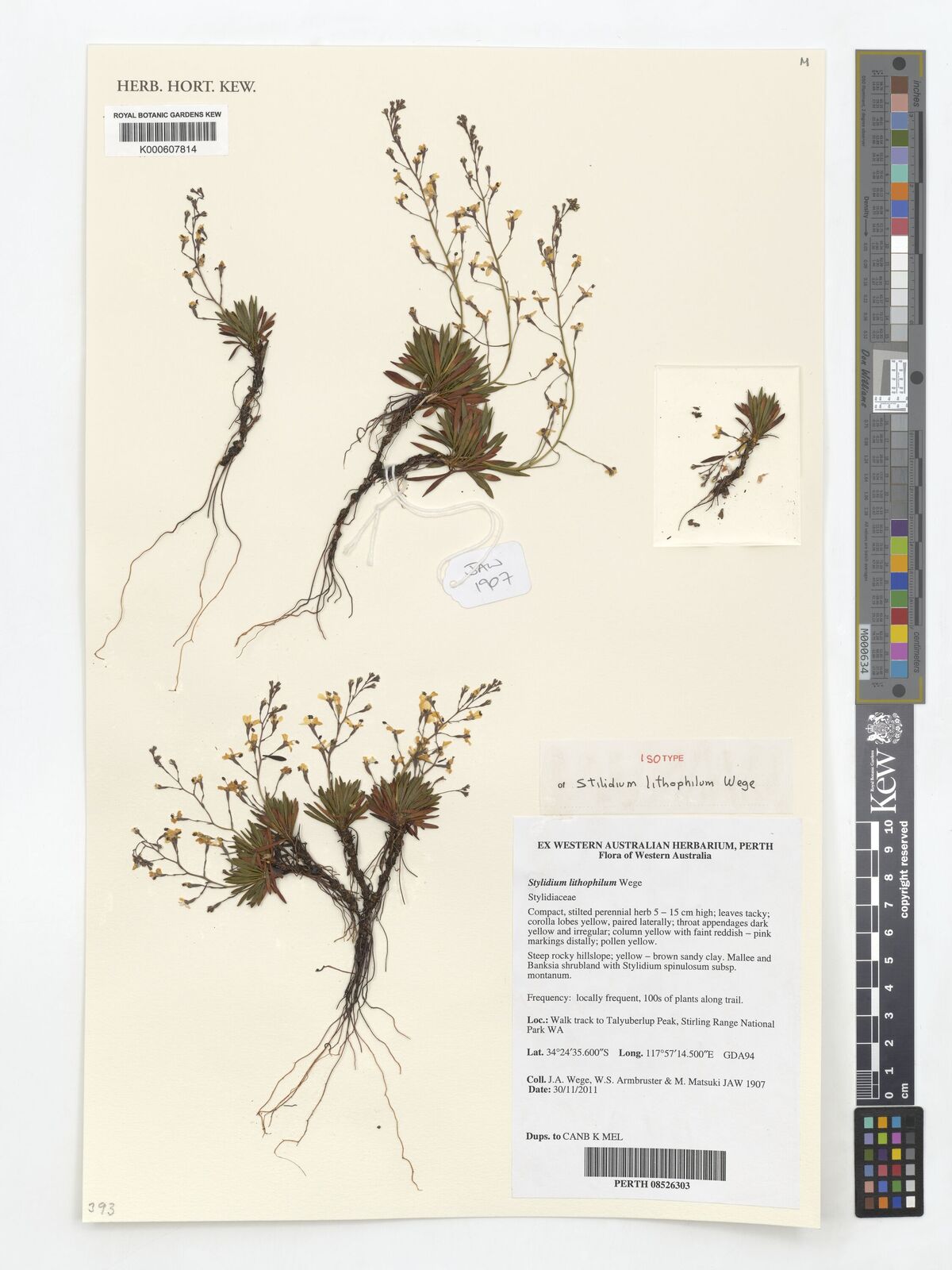 Kew Gardens K000607814:  Wage, J.A.; et al. [1907] Australia