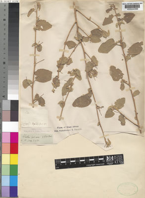 Kew Gardens K000240399:  Hooker [s.n.] Senegal