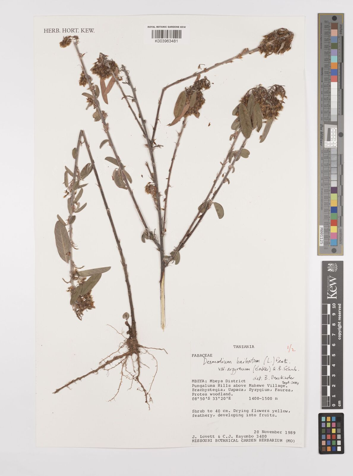 Grona Raspberry Grona barbata var. argyrea (Welw. ex Baker) H.Ohashi & K.Ohashi ...