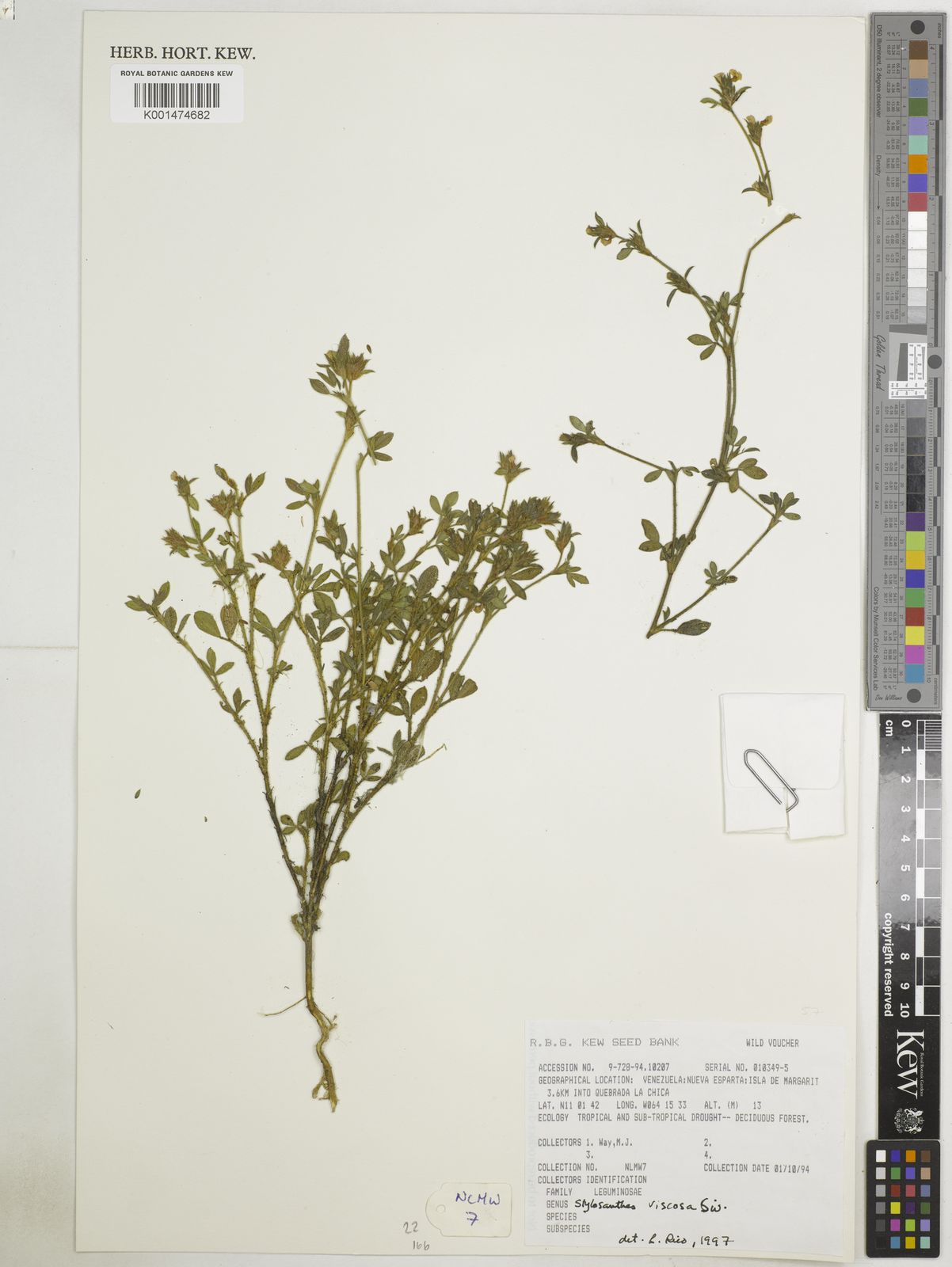 Stylosanthes viscosa (L.) Sw. | Plants of the World Online | Kew Science