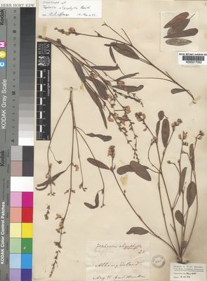 Kew Gardens K000217052:  Mueller, F., von [s.n.] Australia