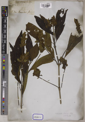 Kew Gardens K001115957:  Wallich, N. [Cat. no. 2434] Nepal