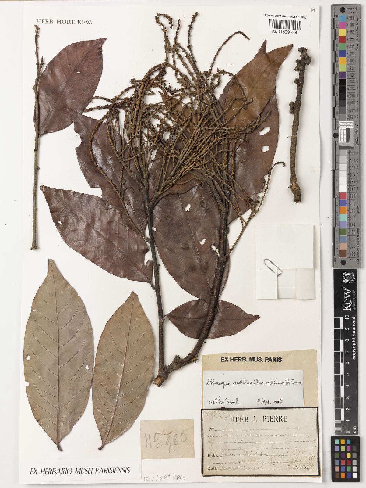 Lithocarpus vestitus