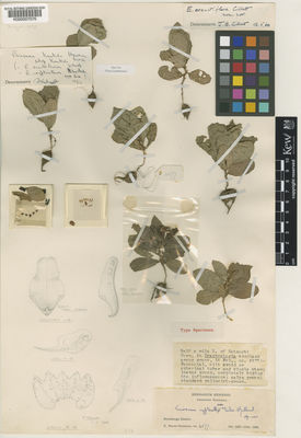 Kew Gardens K000007076:  Milne-Redhead, E. [4577] Zambia