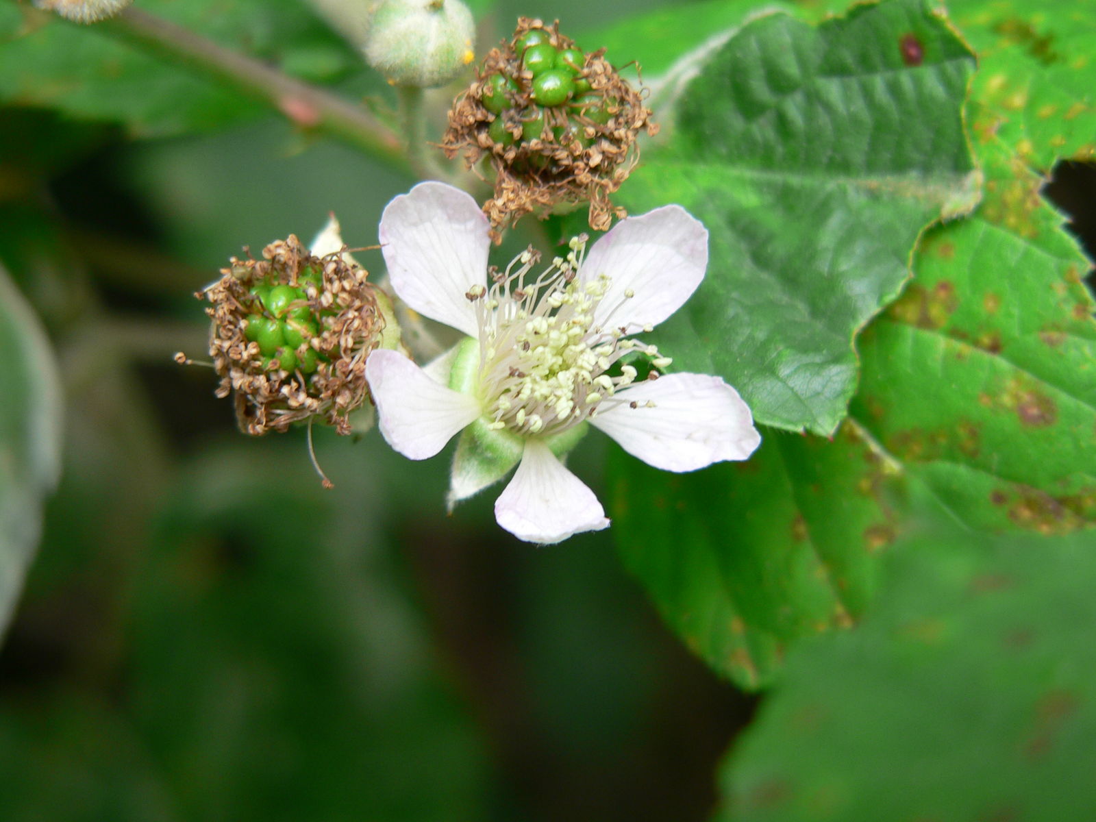 Rubus macrophyllus Weihe & Nees | Plants of the World Online | Kew Science