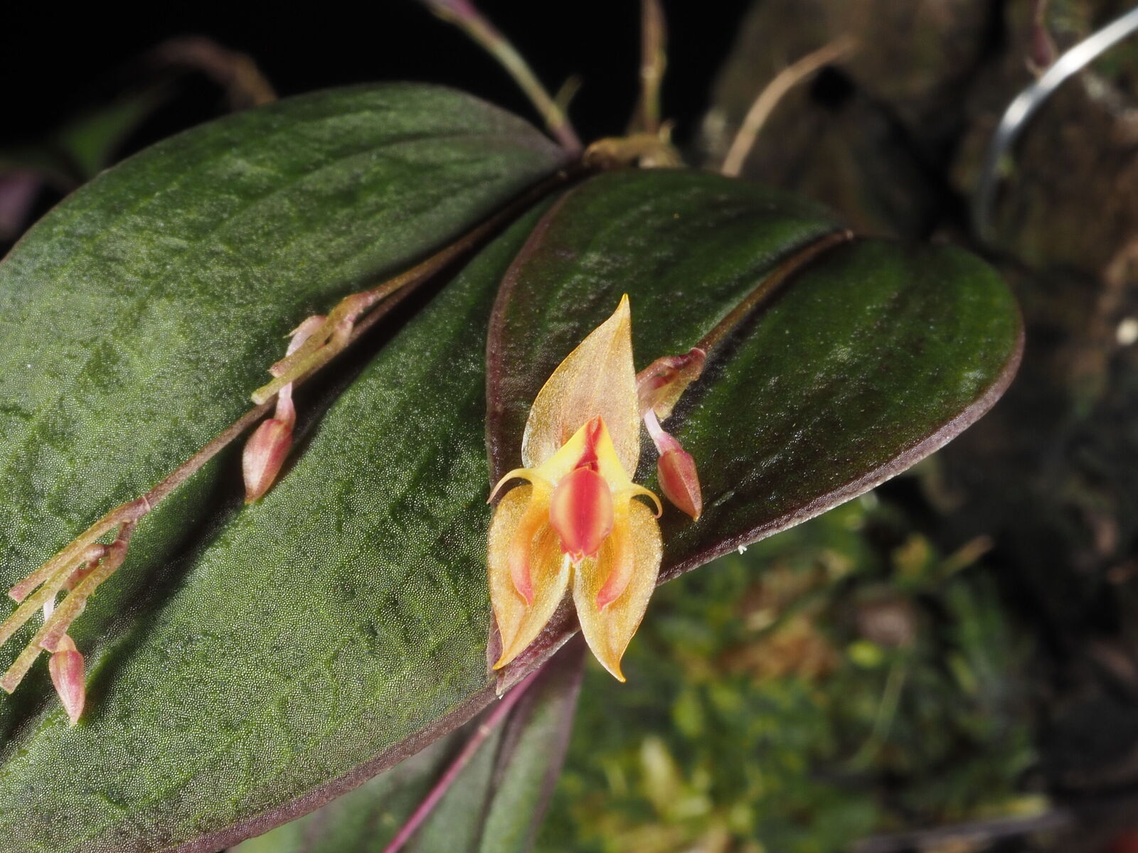 Lepanthes ortegae Luer & Hirtz | Plants of the World Online | Kew