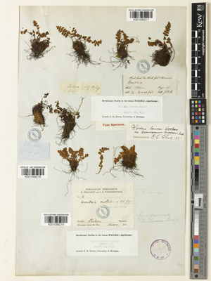 Kew Gardens K001089217:  Hooker, J.D. [s.n.] India