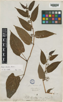 Kew Gardens K000736241:  Dalzell, N.A. [s.n.] India