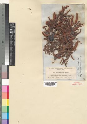 Kew Gardens K000081892:  Donnell Smith, J. [2304] Guatemala