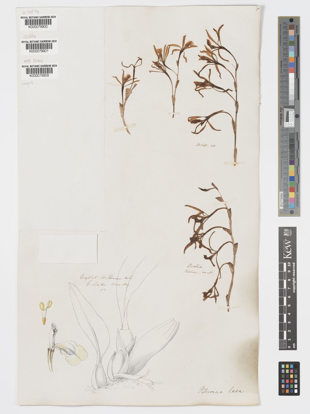 Kew Gardens K000079909:  s.coll. [s.n.]