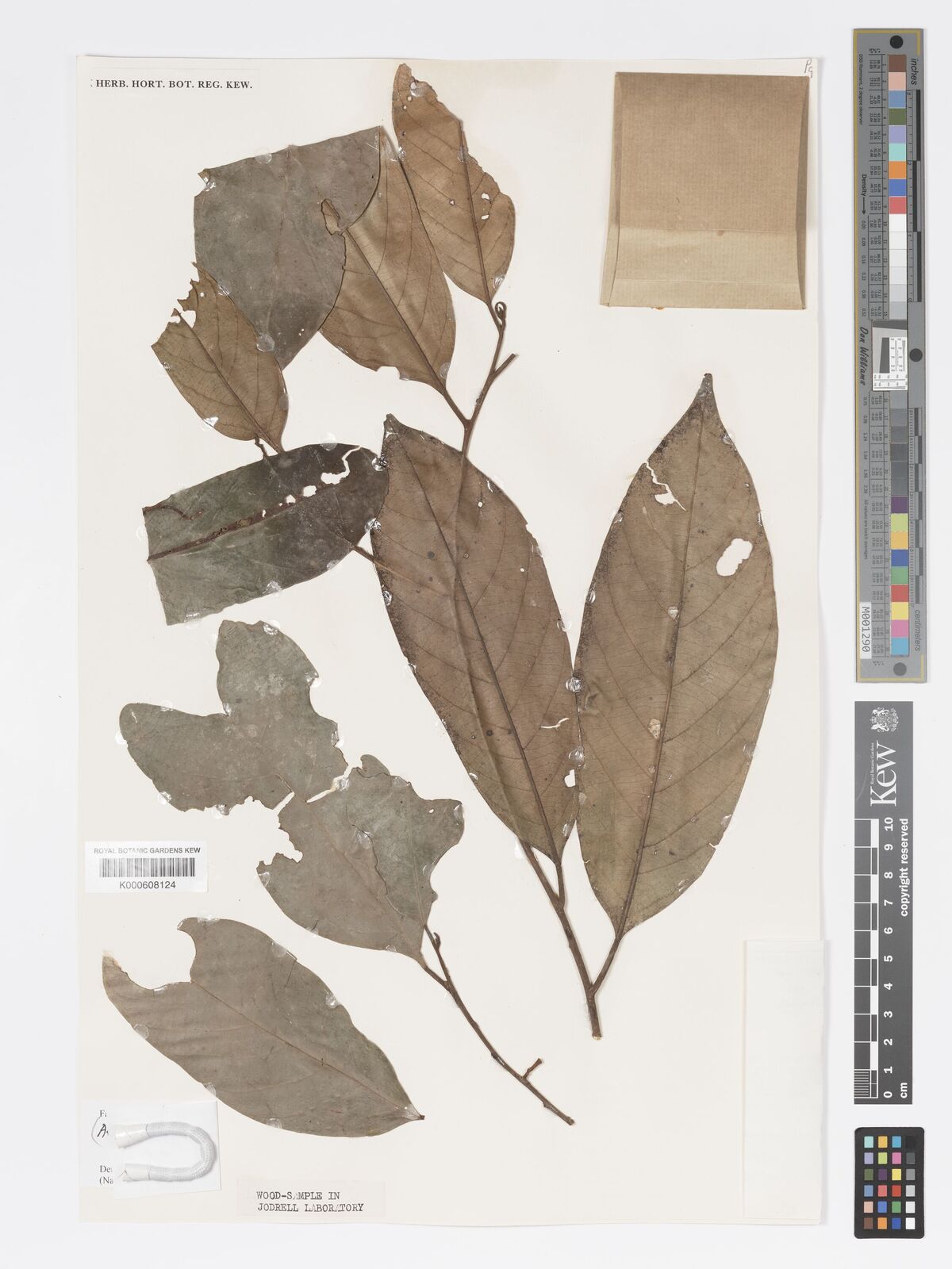 Kew Gardens K000608124:  Fuchs, H.P. [21233] Malaysia