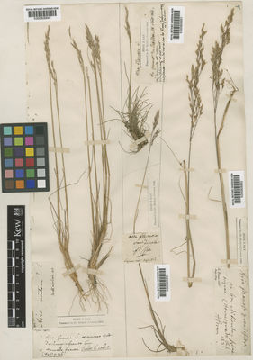 Kew Gardens K000808851:  s.coll. [s.n.] United Kingdom