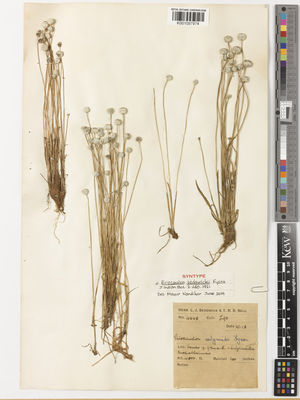 Kew Gardens K001097974:  Sedgwick, L.J. [4648] India