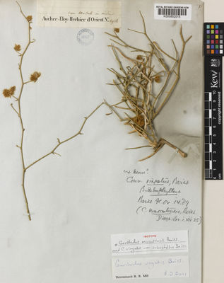 Kew Gardens K000852015:  Aucher-Eloy, P.M.R. [4938] Oman