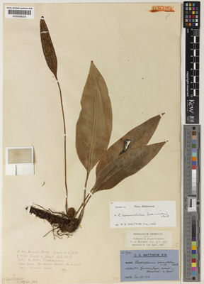 Kew Gardens K000698230:  Matthew, C.G. [s.n.] Indonesia