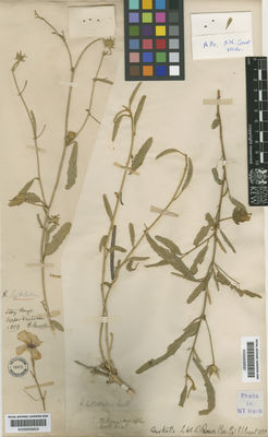 Kew Gardens K000659830:  Brown, R. [s.n.] Australia